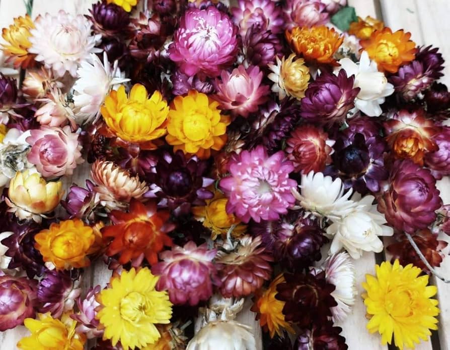 12 Tips Dried Flower Farming Success